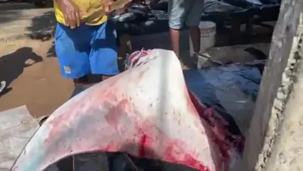 صید سفره ماهی سبز کمیاب 105 کیلوگرمی و برش زدن آن در سواحل سریلانکا