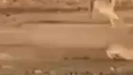 فیلم نجات معجزه‌آسا گوزن خالدار توسط کروکدیل‌ها در پارک ملی یالا