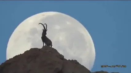 تصویری شگفت‌ انگیز از یک بز کوهی بر فراز کوهی در نزدیکی بوشهر