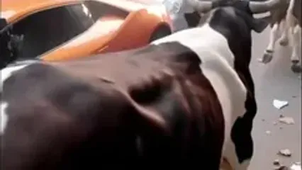 ببینید؛ یورش ترسناک گاو به لامبورگینی؛ خودروی لوکس زیر پاهای حیوان له شد!