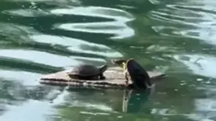 ببینید؛ دو لاک‌پشت «جک و رُز» فیلم مشهور تاتانیک شدند!