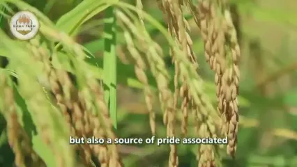 چگونه آمریکایی ها صدها تن توت فرنگی را برداشت و فرآوری می کنند؟