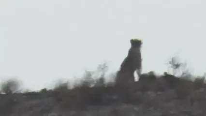 یوز آسیایی در توران شاهرود / محیط‌زیست سمنان خبر داد