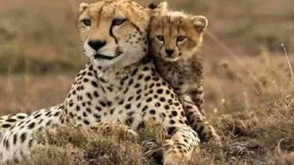 مشاهده یک قلاده یوزپلنگ آسیایی در توران شاهرود