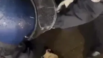 مشت‌های ماموران امنیتی آلمان به سوی بانوان هوادار فلسطین