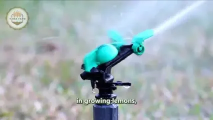 چگونه مردم در آمریکای جنوبی صدها تن آووکادو را برداشت و فرآوری می کنند؟