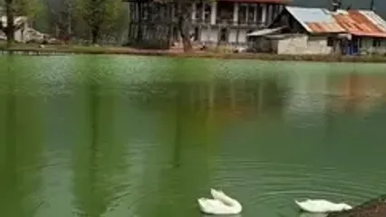 فیلم طبیعت بکر و سرسبز استخرگاه گیلان