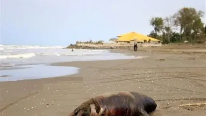 مرگ یک قلاده فوک خزری دیگر