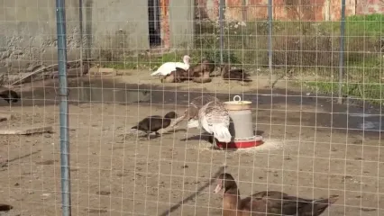 غذای روستایی در روسیه؛ تهیه کیک و مربا با لیمو توسط زوج داغستانی