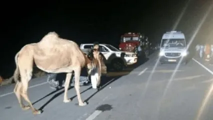 شترهای سرگردان، کابوس رانندگان شرق هرمزگان!