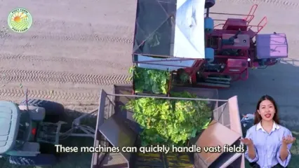 فرآیند برداشت و فرآوری تنباکو و تولید سیگار با آن ها در آمریکای جنوبی