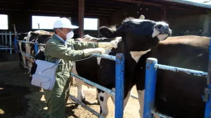 ویروس کشنده به جان دامداری‌های تهران افتاد