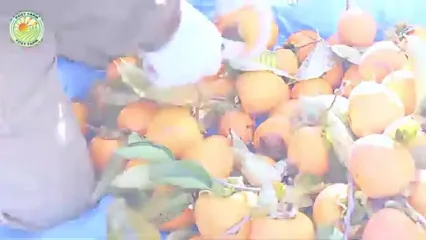 چگونه کشاورزان ژاپنی گران ترین خرمالوی جهان را برداشت می کنند؟