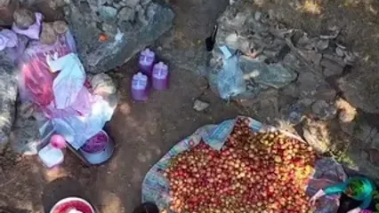 مراسم رب انارگیری در اورامانات