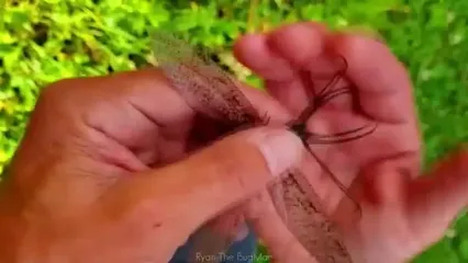 ۱۰ گونه حشره با عجیب‌ترین و غیرمعمول‌ترین ظاهر در جهان