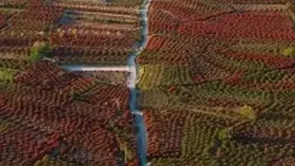 تصاویر هوایی بزرگترین باغ زرشک جهان در خراسان