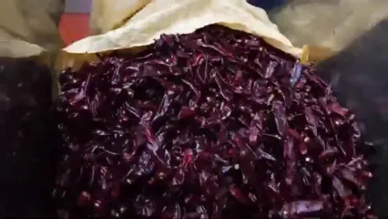 ببنیید| چگونه صدها تن فلفل قرمز برداشت و در آمریکا فرآوری می شود؟