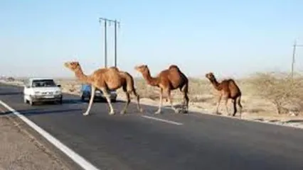 شترهای سرگردان دومین قاتل جاده‌های شرق هرمزگان