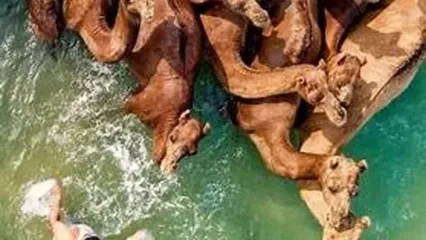 حمام شترها در آب‌های خلیج فارس