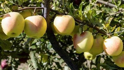 سیب‌چینی پاییزی در مراغه