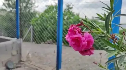 غذای روستایی در ایران؛ پخت خورشت کرفس سنتی در روستایی کوهستانی