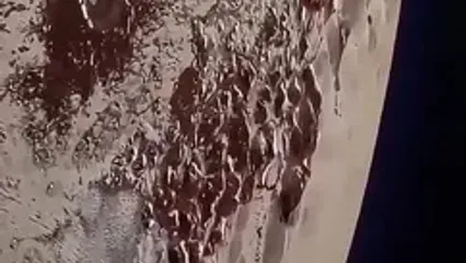 نگاهی نزدیک به پلوتون؛ لحظات ثبت شده توسط فضاپیمای افق های نو