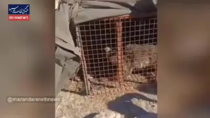 زنده‌گیری خرس مهاجم در ورزنه بابل