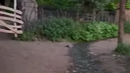 فیلم ییلاق لاکتراشان رامسر / بهشت بکر مازندران