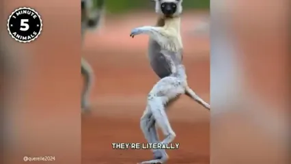 10 حیوان بامزه و دوست داشتنی که در قاره آفریقا زندگی می کنند