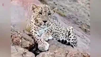 فیلم از زیباترین پلنگ ایرانی در خراسان شمالی / این پلنگ در دنیا هم بی نظیر زیباست