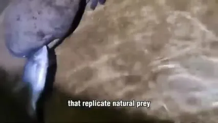 چگونه میلیون‌ها سمندر غول‌پیکر در چین پرورش داده و فرآوری می‌شوند؟