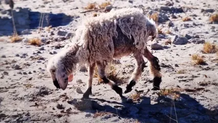 خشکسالی سیستان و بلوچستان حتی بر سلامت دام ها نیز اثر دارد! / عکاس سابق روزنامه ایران از تصاویر 25 سال پیش سخن می گوید