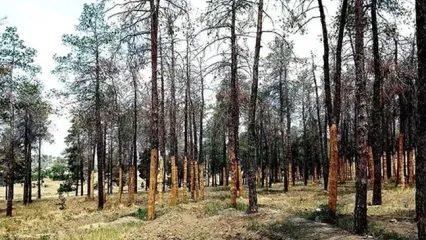 ۱۰ هزار درخت تشنه در پارک چیتگر جان دادند!