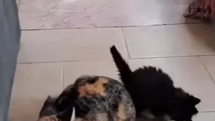 نگاهی به چیدمان شاهانه و لاکچری منزل مادری سیاوش خیرابی، بازیگر سریال «آوای باران»/ از بالکن ایرانی‌پسند با پت خونگی تا فرش اصیل ایرانی و ترمه یزدی