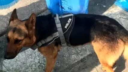 پایان غم‌انگیز شجاعت‌های تیدا