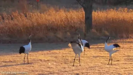 5 گونه از خارق العاده ترین و زیباترین درناهای جهان