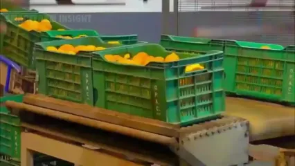 نگاهی به مراحل برداشت صدها تن لیمو در باغات آمریکا