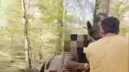 فیلم لحظه دستگیری متخلف قطع درخت در جنگل‌های مازندران