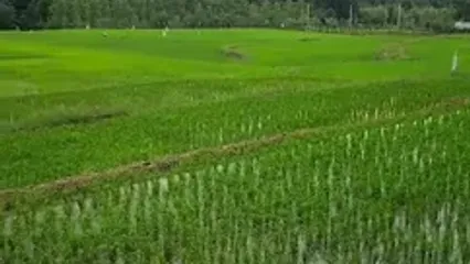 فیلم طبیعت بکر سیاهکل گیلان