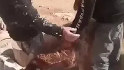 دزدی دام‌های فلسطینی توسط تروریست‌های شهرک نشین