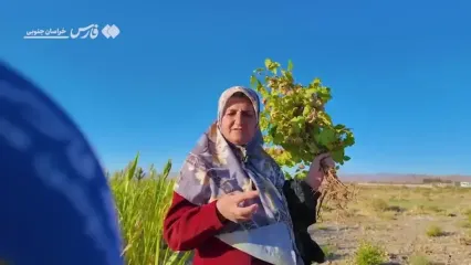 این پنبه رنگ نمی‌شود؛ نسکافه‌ای می‌روید