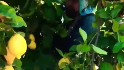 چگونه کشاورزان آمریکایی صدها تن لیمو را برداشت می کنند؟