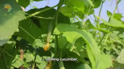 چگونه هزاران تن خیار برداشت و به خیارشور تولید می شود؟