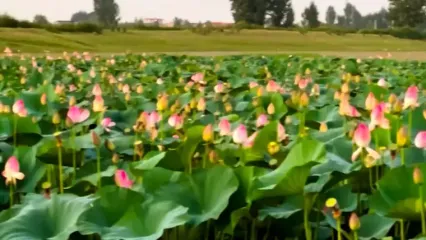 فیلم تالاب نیلوفر آبی بابلسر مازندران