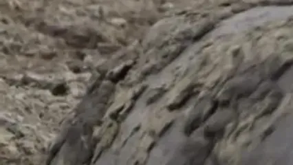 ببینید؛ جسارت توله‌پلنگ‌ها و رویارویی پرتنش با اسب آبی