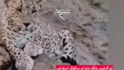 بزرگترین پلنگ ثبت شده در خراسان شمالی