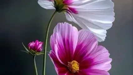 فال حافظ 19 آبان