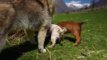 غذای روستایی در آذربایجان؛ پخت خاچاپوری با پنیر تازه در کوهستانی برفی