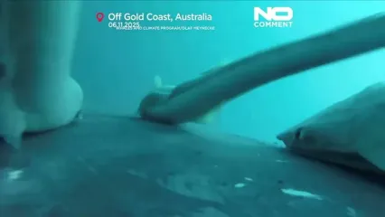 لحظات دیدنی موج‌سواری ماهی‌های ریمورا با نهنگ‌ها