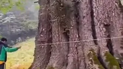 عظمت درختان جنگل های هیرکانی را ببینید که در آتش می‌سوزد